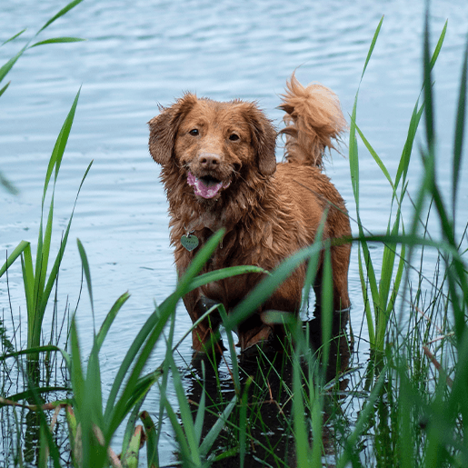 Pet Pregnancy Monitoring Near Me 76028 North Texas Animal 